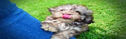 Havapoo dogs for sale: Fancy - Ad 18