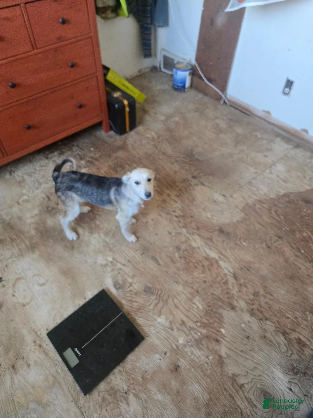 Mixed Breed dogs for sale: Mixed Breed 4 - Ad 1
