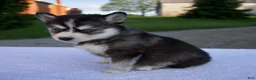 Pomsky dogs for sale: Maggie - Ad 3