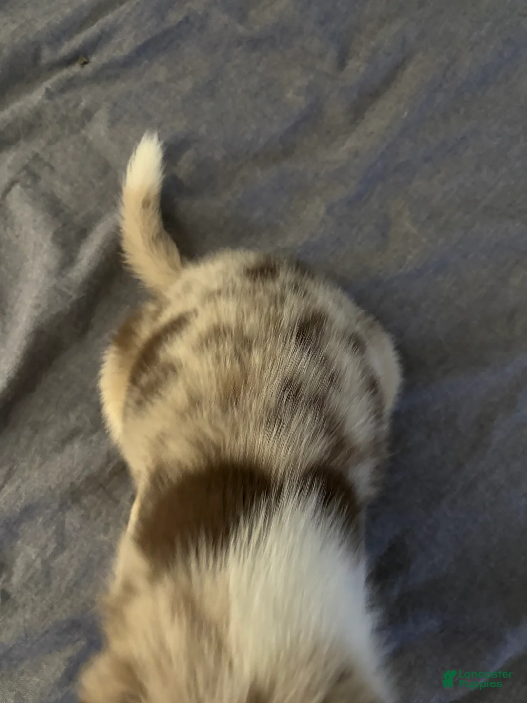 Mixed Breed dogs for sale: Mixed Breed Puppy 1 - Ad 2