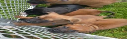 Mixed Breed dogs for sale: Mixed Breed 1 - Ad 6