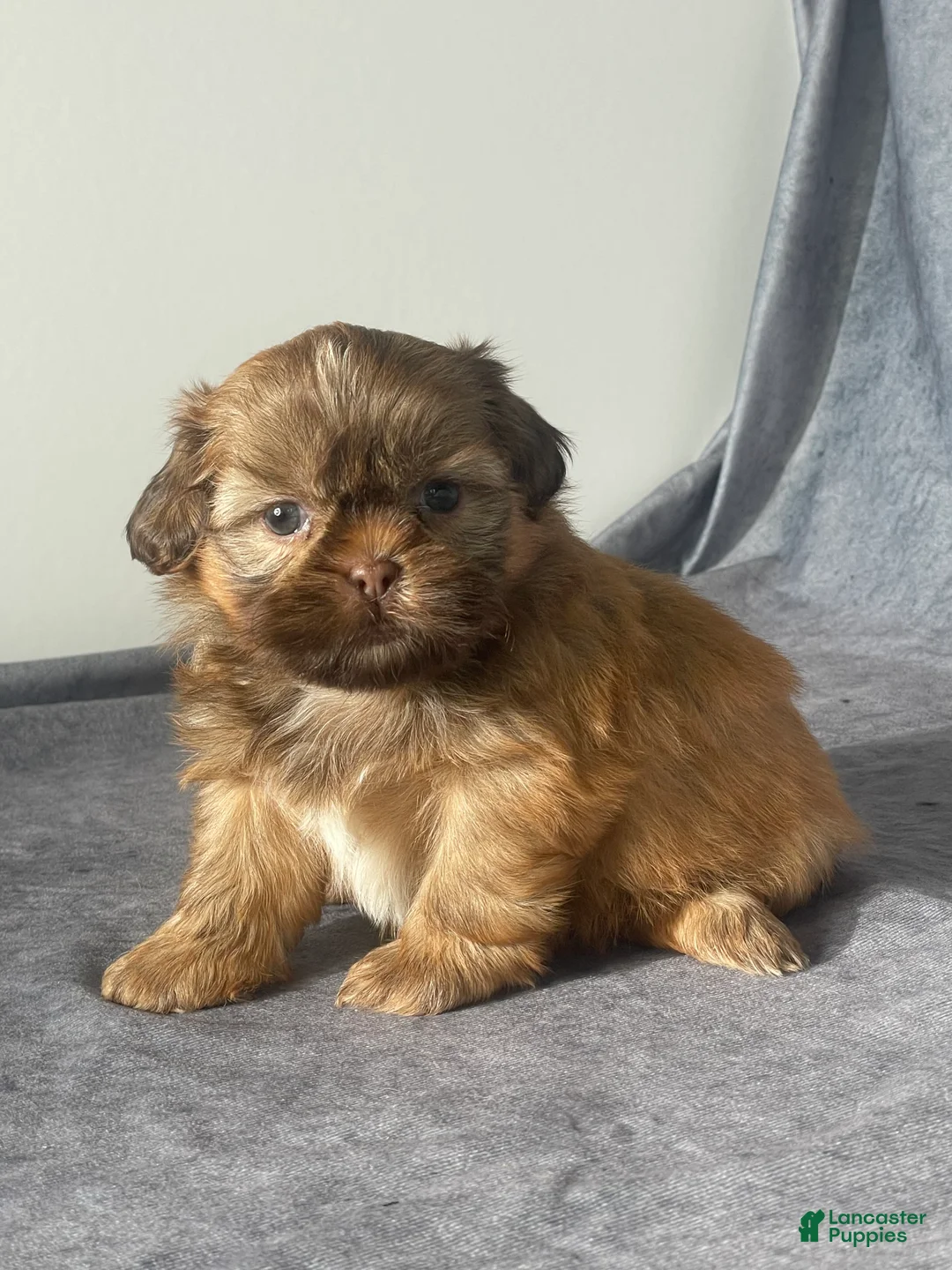 Shih Tzu dogs for sale: Evie - Ad 2
