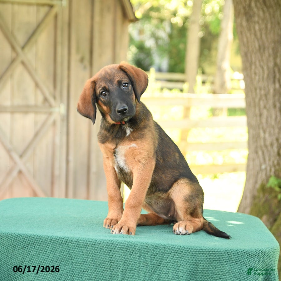 Mixed Breed dogs Sheba - Ad 1