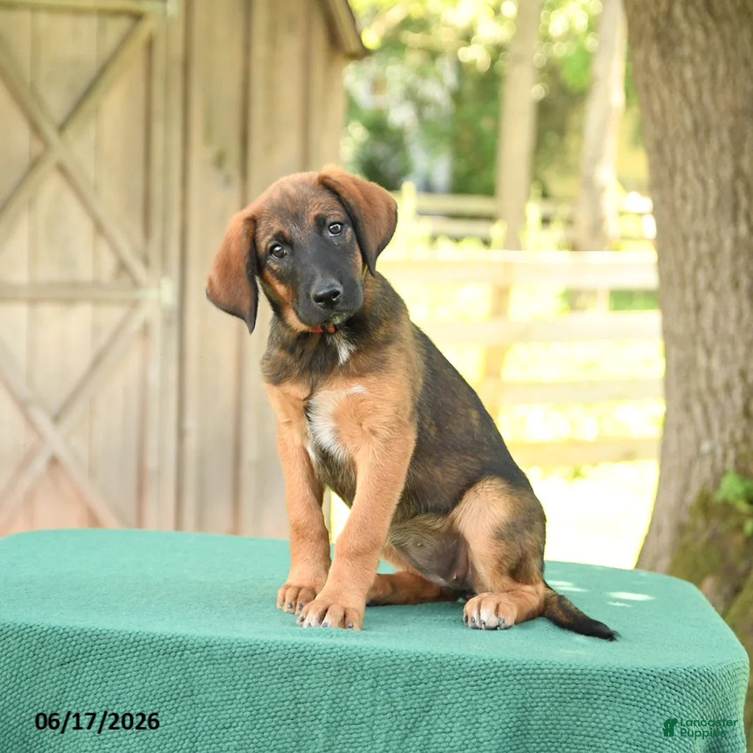 Mixed Breed dogs for sale: Sheba - Ad 1