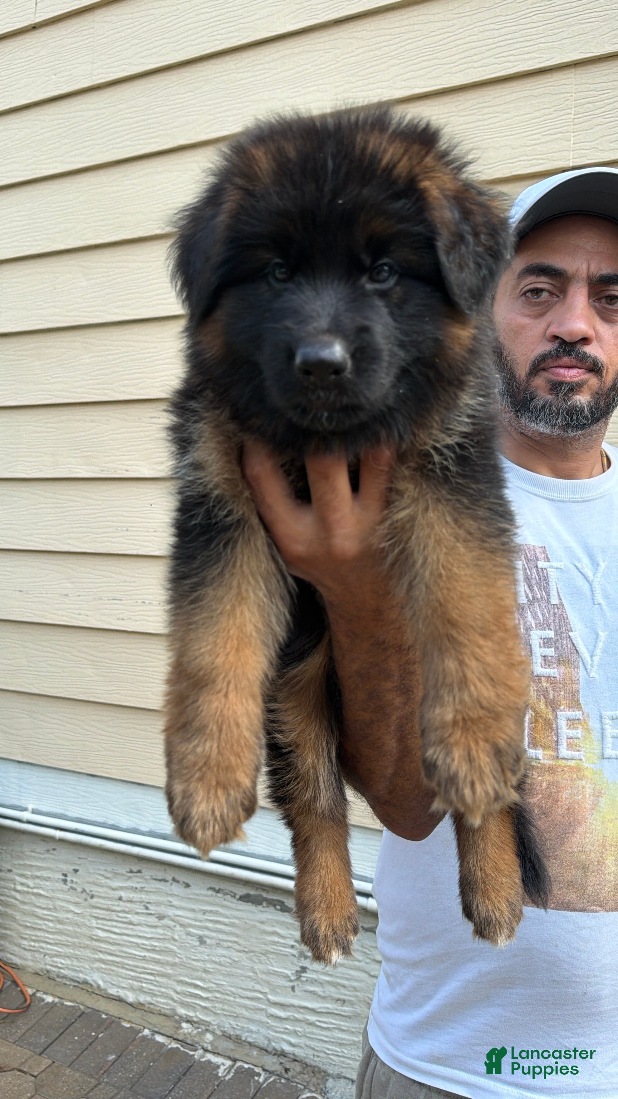 German Shepherd dogs German Shepherd 4 - Ad 21