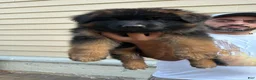German Shepherd dogs for sale: German Shepherd 4 - Ad 1