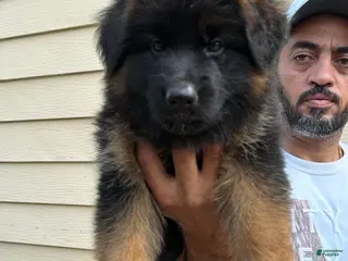 German Shepherd dogs German Shepherd 4 - Ad 30
