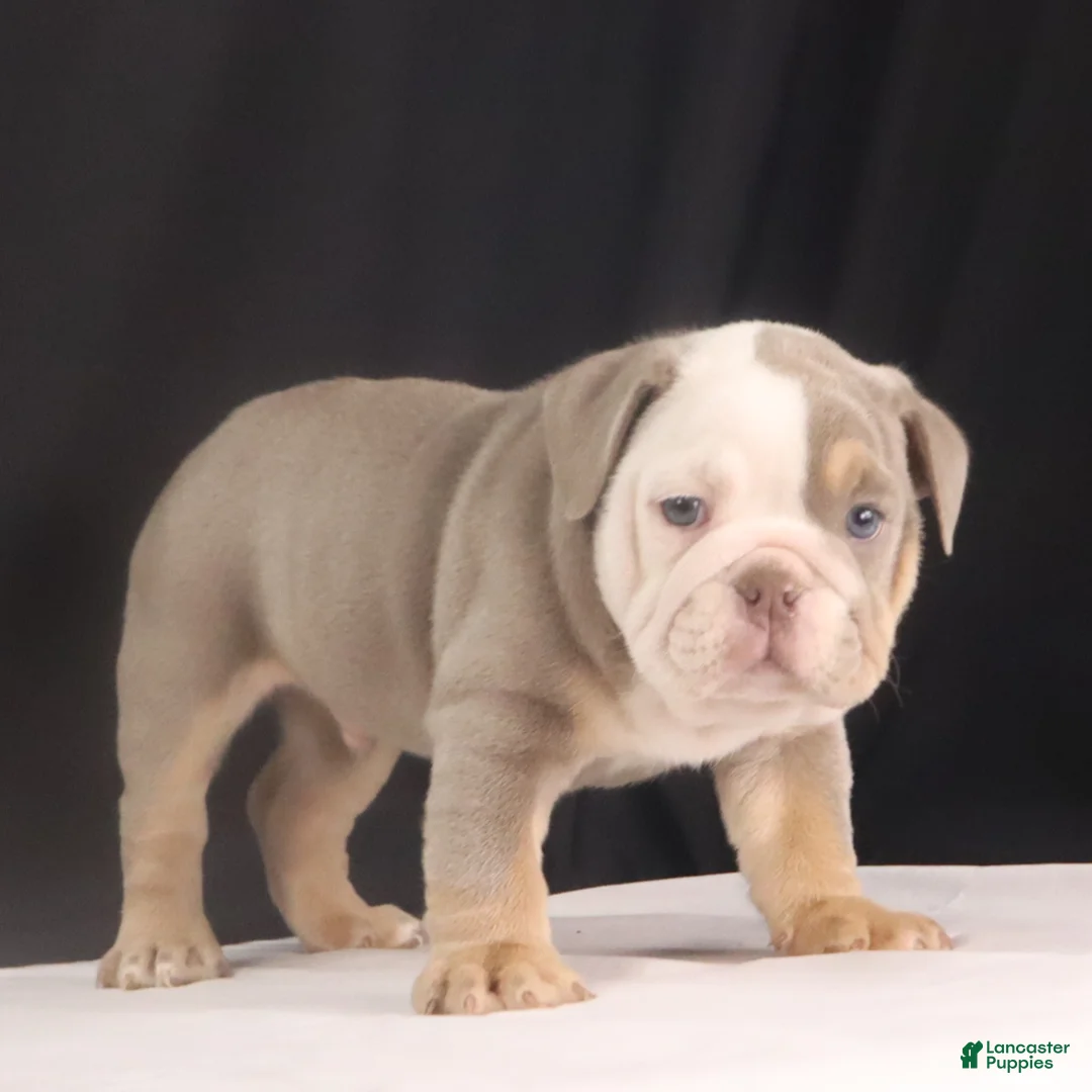 English Bulldog dogs for sale: Toby - Ad 3
