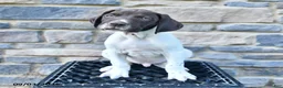 German Shorthaired Pointer dogs for sale: Cole - Ad 1