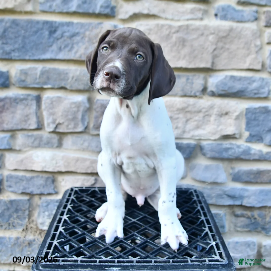 German Shorthaired Pointer dogs for sale: Cole - Ad 1