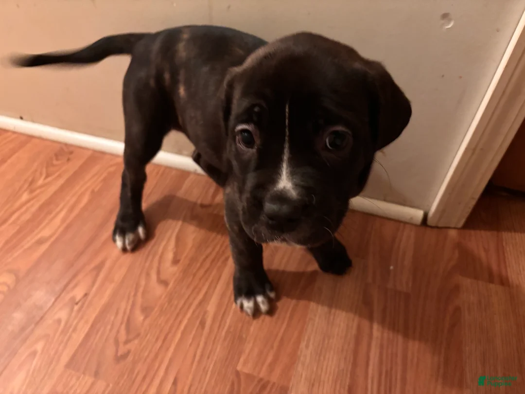 Cane Corso dogs for sale: Cane Corso Puppy 6 - Ad 3