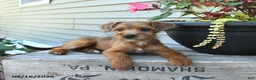 Jackapoo dogs for sale: SPECIAL NEEDS Janet - Ad 2