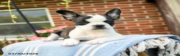 Frenchton dogs for sale: Diana - Ad 5