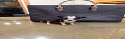 Chihuahua dogs for sale: MICRO TEACUP RARE  - Ad 2