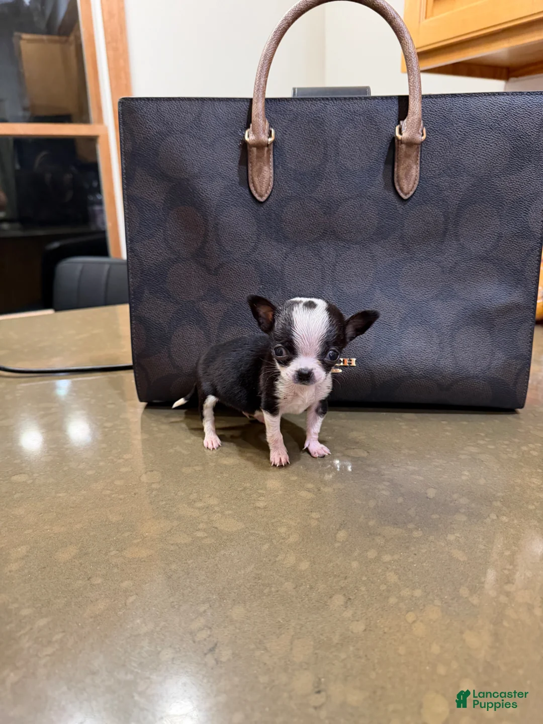 Chihuahua dogs for sale: MICRO TEACUP RARE  - Ad 2