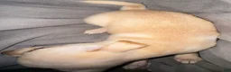 Chihuahua dogs for sale: Banner - Ad 3