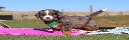 Mini Bernedoodle dogs for sale: Turner - Ad 4