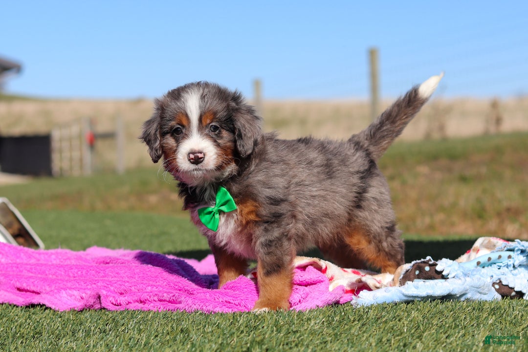 Mini Bernedoodle dogs for sale: Turner - Ad 4