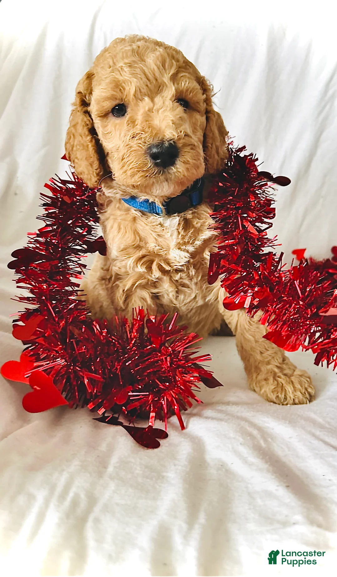 Irish Doodle dogs for sale: Spark- in home raised - Ad 3