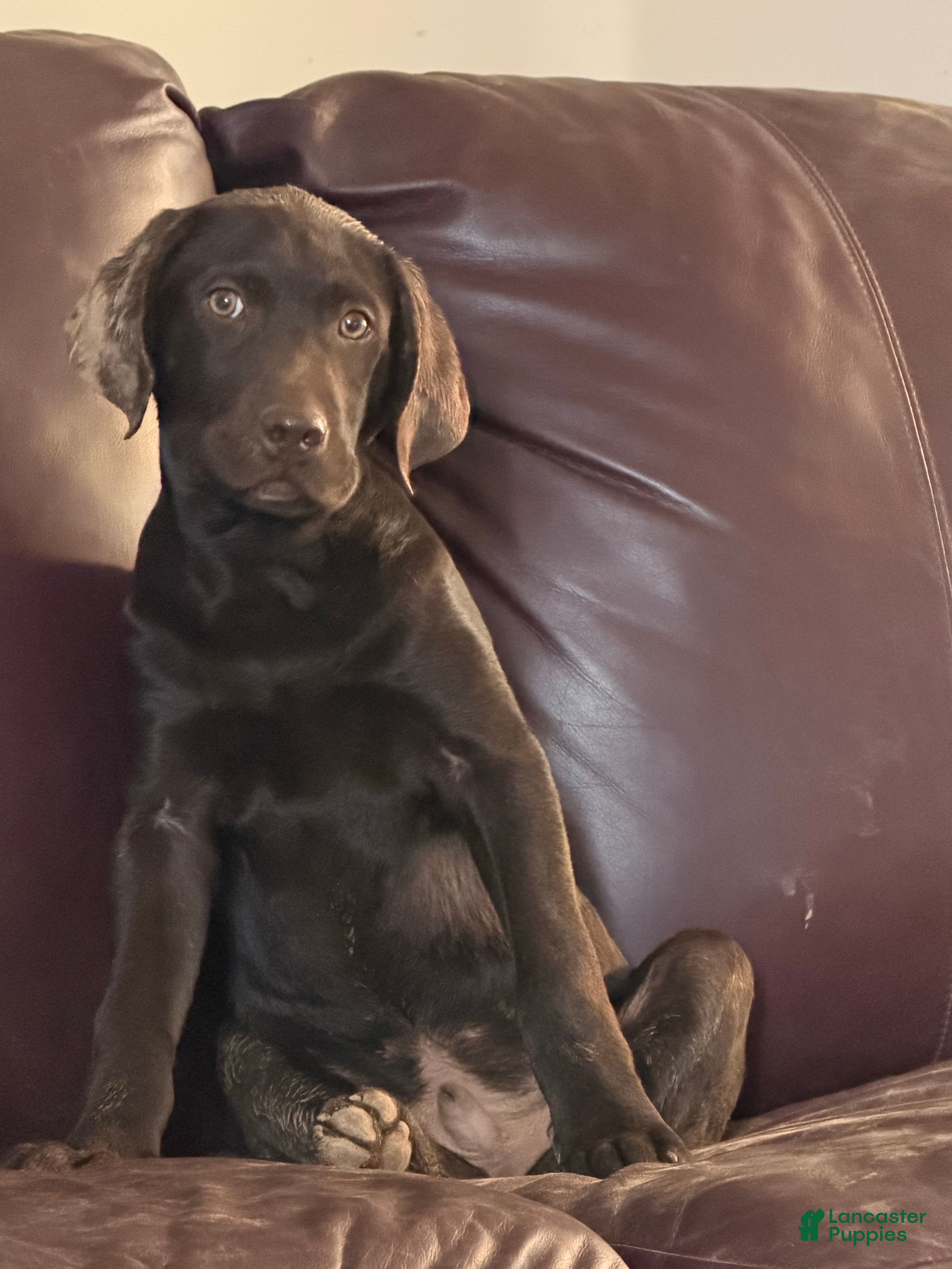 Mixed Breed dogs Ruger Ru Ru  - Ad 1