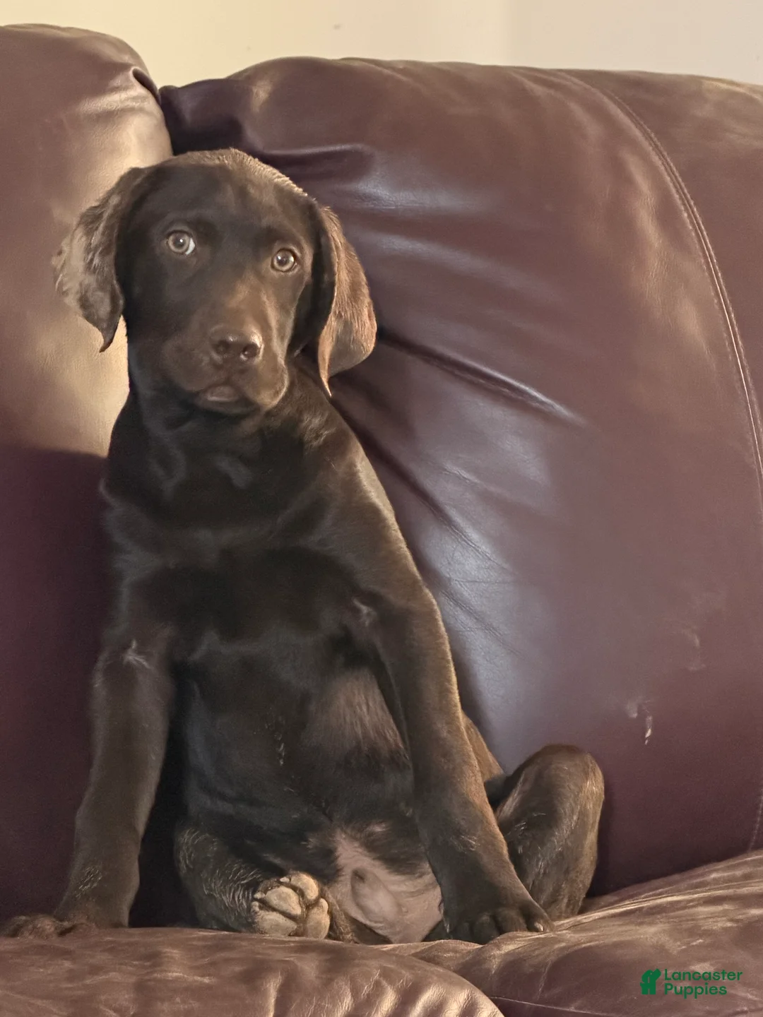 Mixed Breed dogs for sale: Ruger Ru Ru  - Ad 1