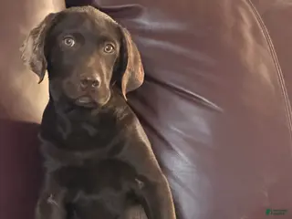 Mixed Breed dogs Ruger Ru Ru - Ad 5