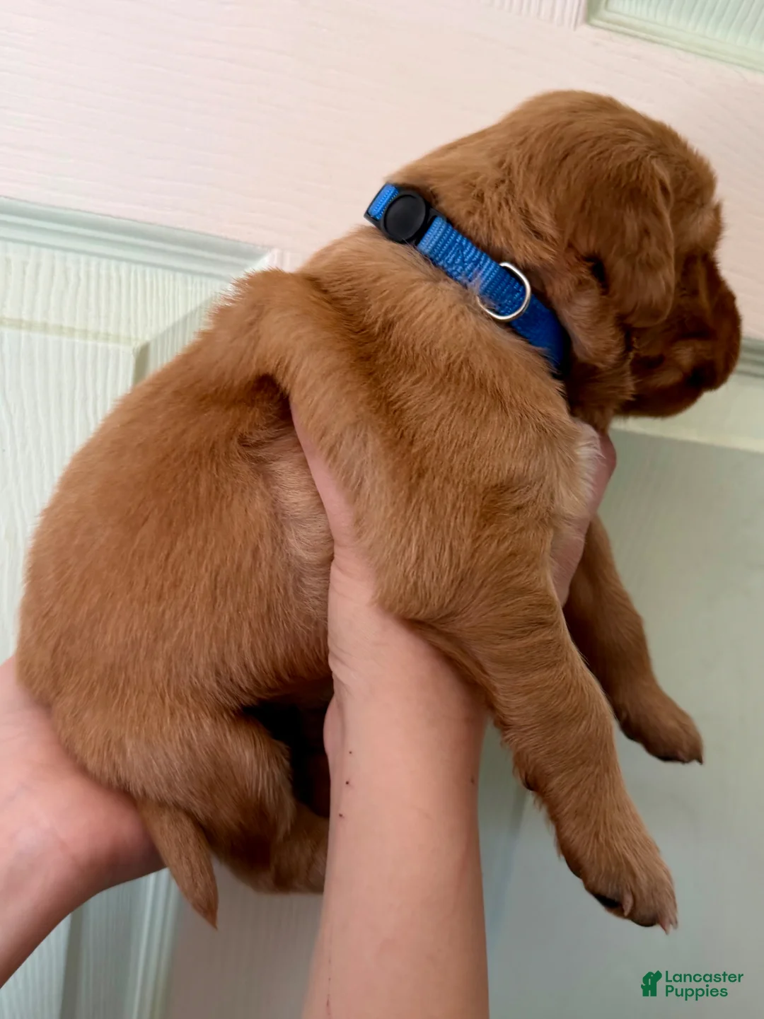 Golden Retriever dogs for sale: Blue Boy - Ad 2