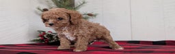 Cavapoo dogs for sale: Dakota  - Ad 13