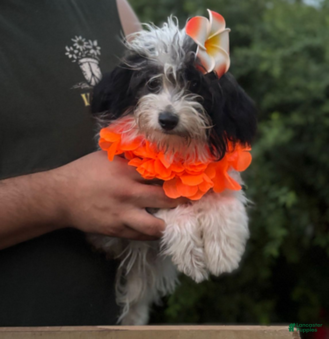 Aussiedoodle dogs for sale: Patty - Ad 3