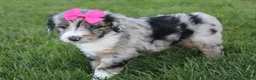 Mini Aussiedoodle dogs for sale: Kierra 🎀 - Ad 5