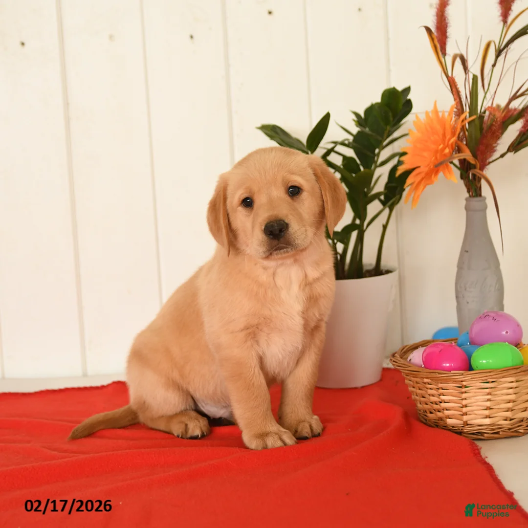 Goldador dogs for sale: Kujo - Ad 1