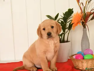 Goldador dogs for sale: Kujo - Ad 3