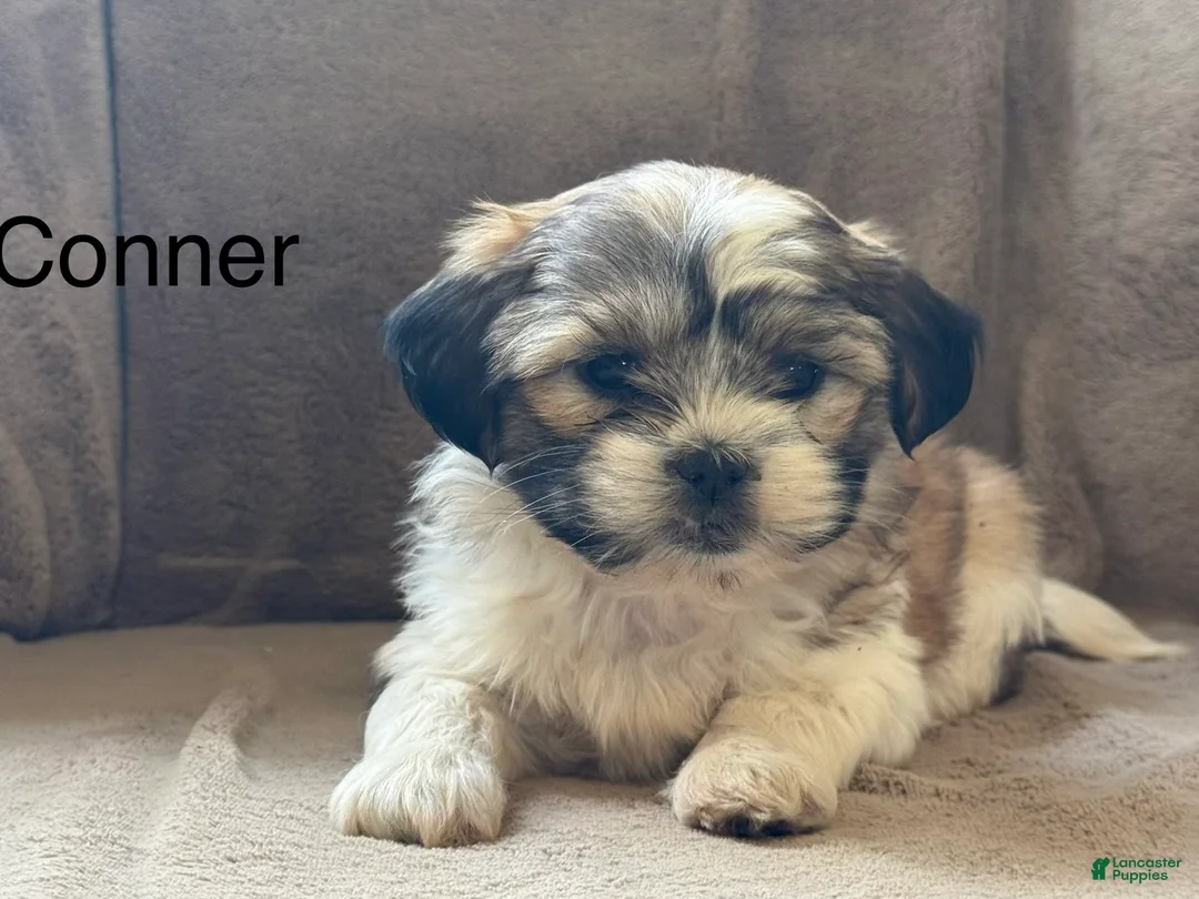 Shih Tzu dogs for sale: Commer - Ad 1