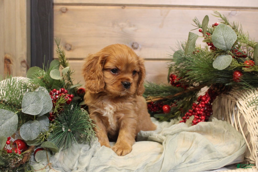 Cavalier King Charles Spaniel dogs for sale: Zachary - Ad 2