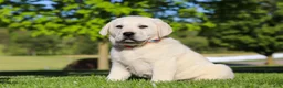 Labrador Retriever dogs for sale: Buddy - Ad 6