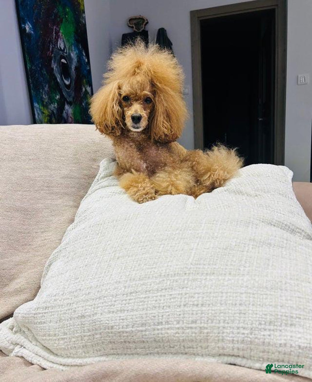 Toy Poodle dogs for sale: Teddy - Ad 4