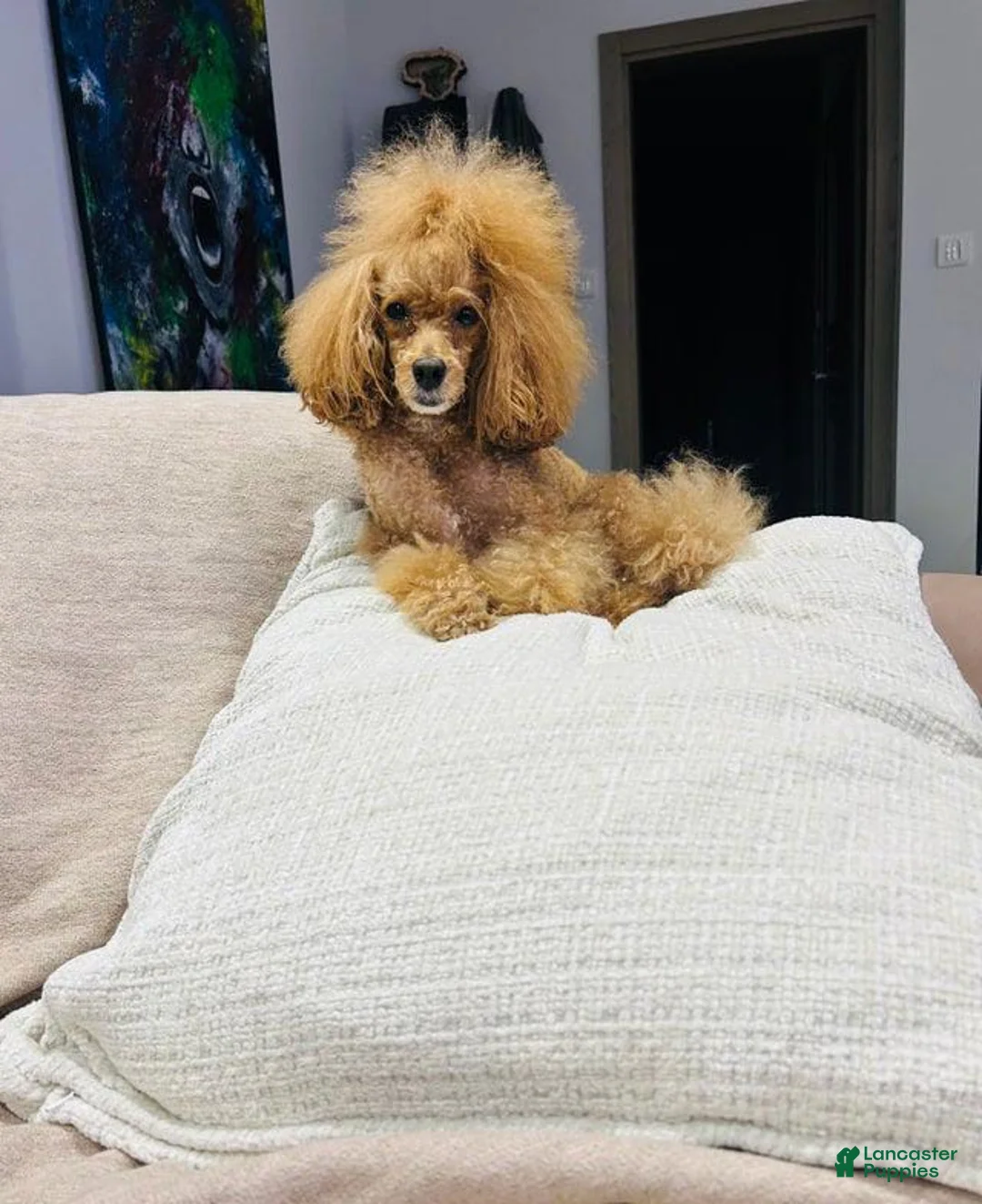 Toy Poodle dogs for sale: Teddy - Ad 4