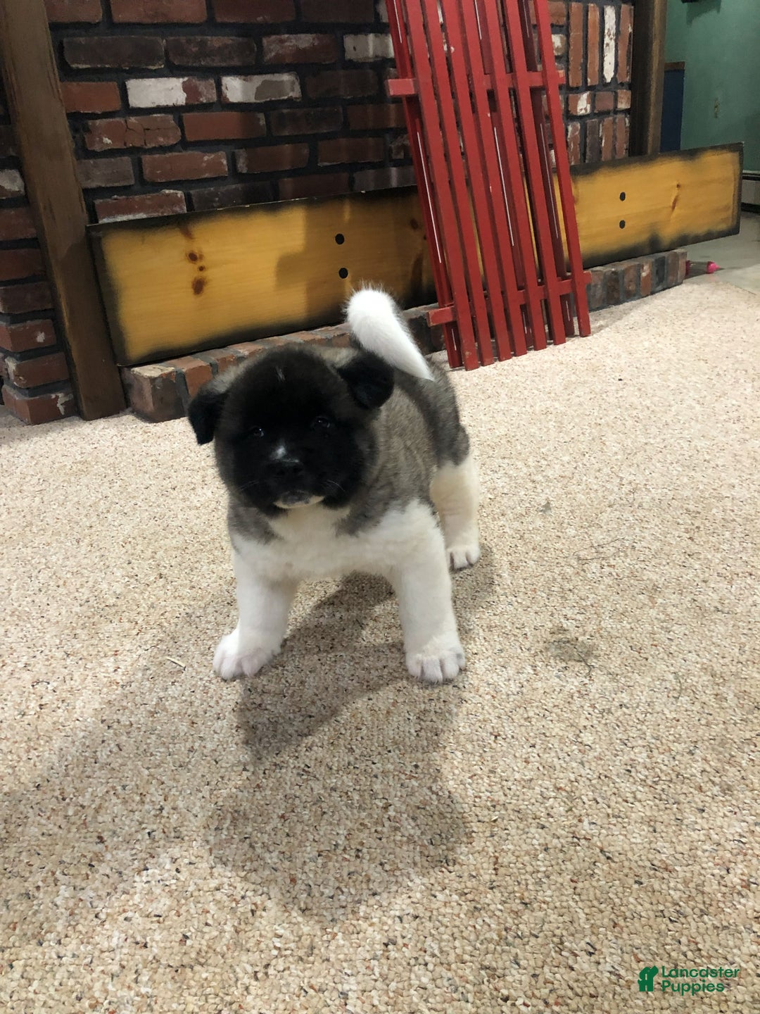 Akita dogs for sale: Buddy - Ad 1