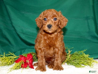 Miniature Poodle dogs - Ad 5