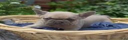 French Bulldog dogs for sale: MJ - Ad 5