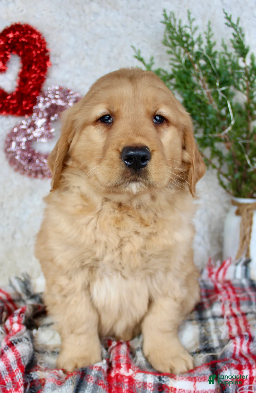 Golden Retriever dogs for sale: Tommy - Ad 5