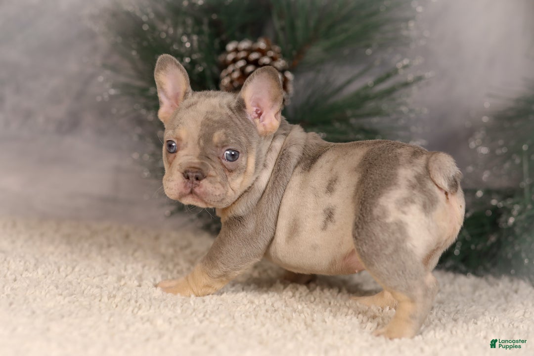 French Bulldog dogs for sale: Bingo - Ad 4