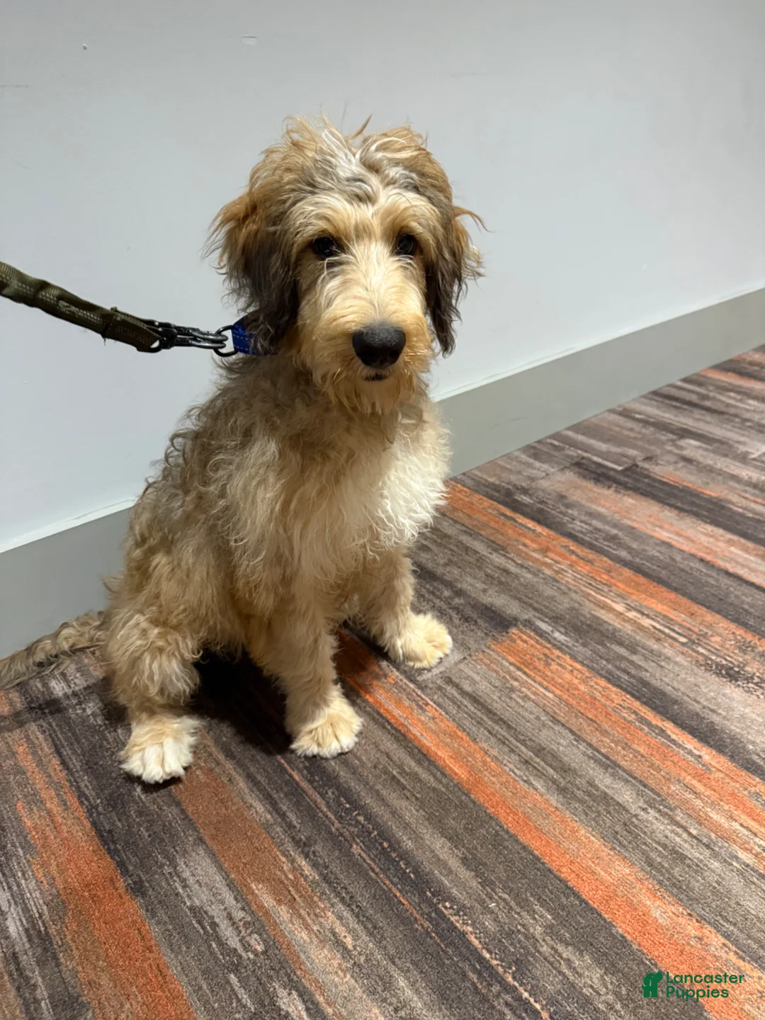 Double Doodle dogs for sale: Enzo- Doodle mix Puppy - Ad 22