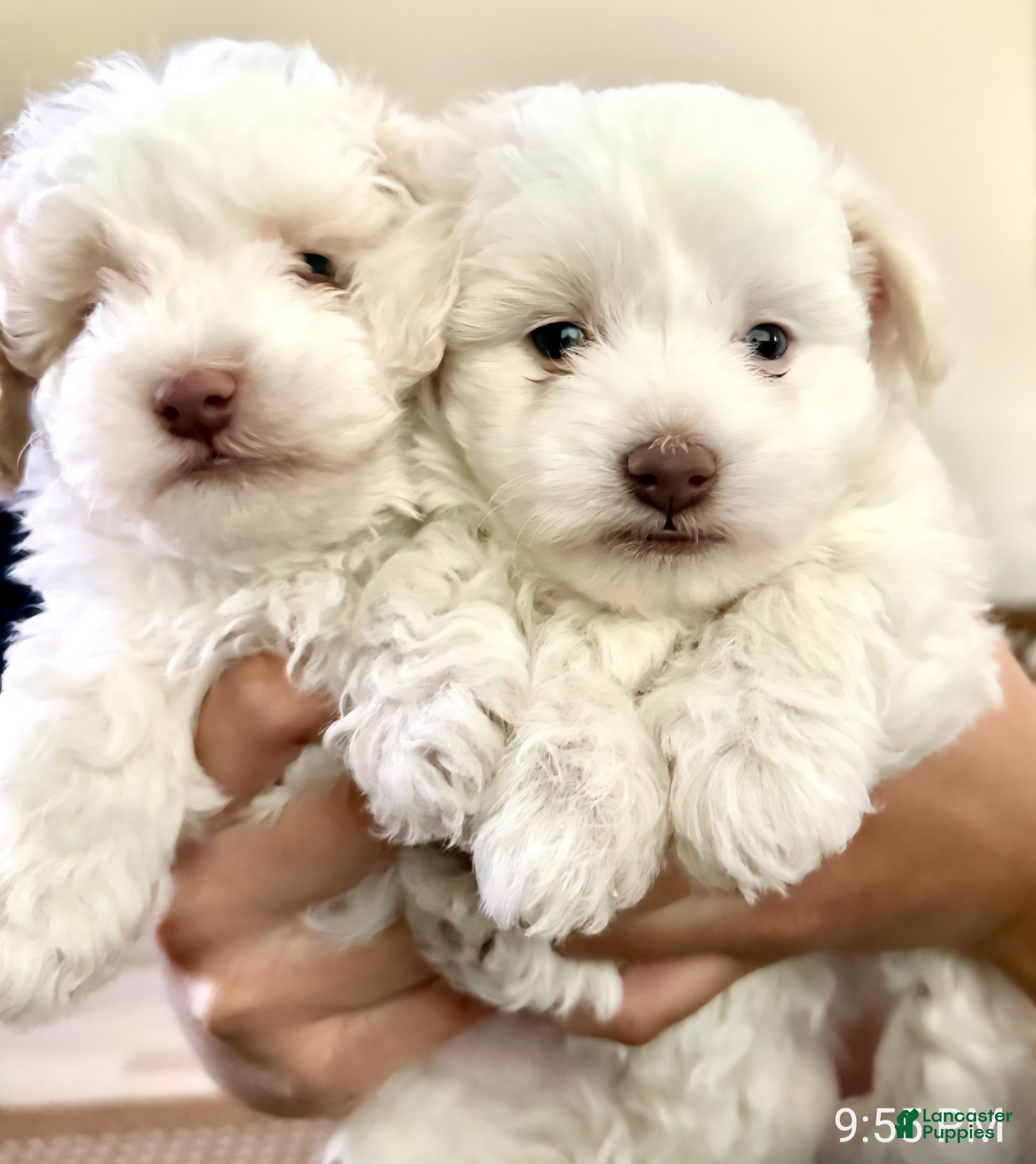 Maltipoo dogs Maltipoo Puppy 1 - Ad 3