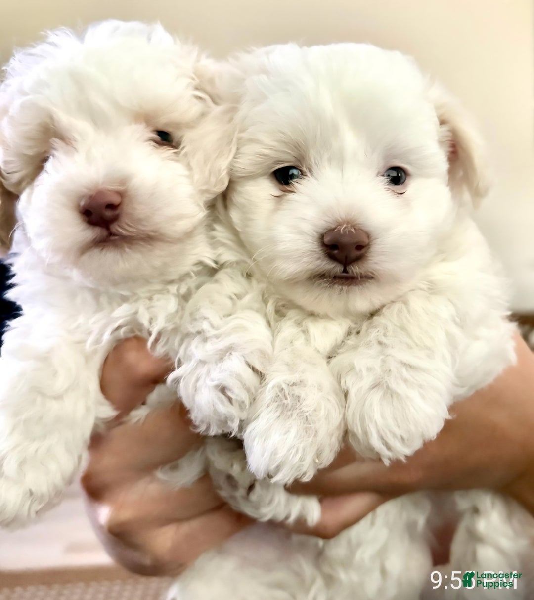 Maltipoo dogs for sale: Maltipoo Puppy 1 - Ad 1