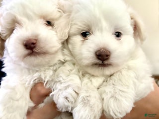 Maltipoo dogs Maltipoo Puppy 1 - Ad 3