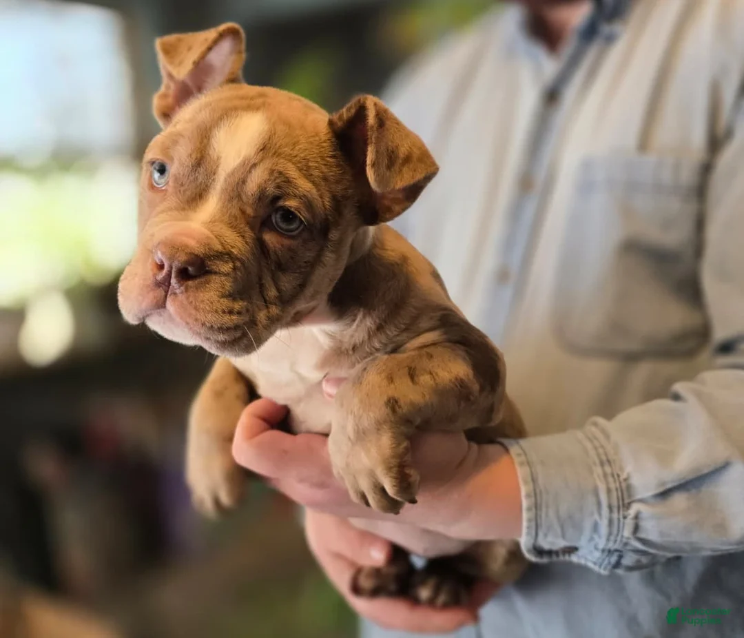 American Bully dogs for sale: Lucy - Ad 9