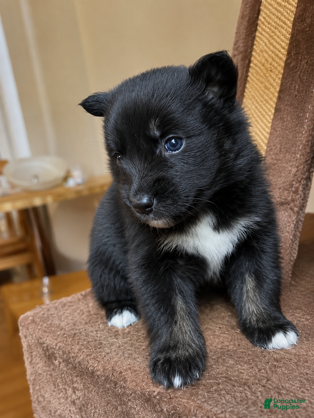 Pomsky dogs Sway - Ad 12