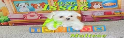 Maltese dogs for sale: Issac - Ad 5