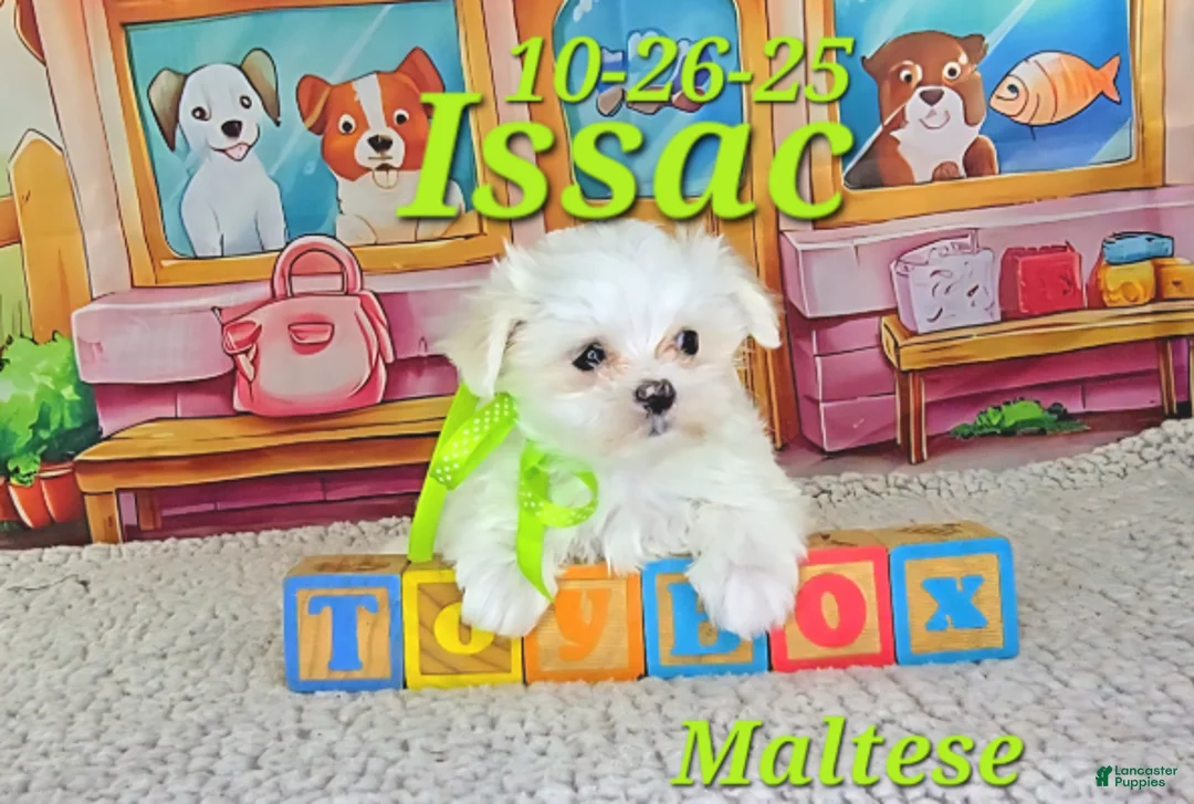 Maltese dogs for sale: Issac - Ad 5